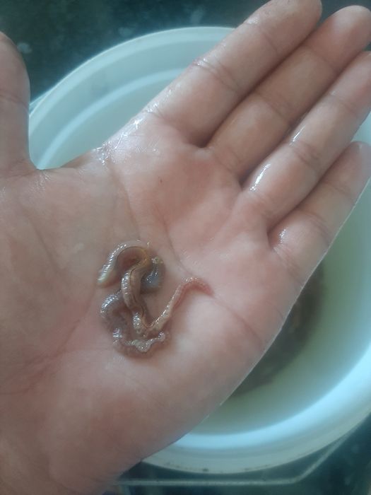Морские крупные черви