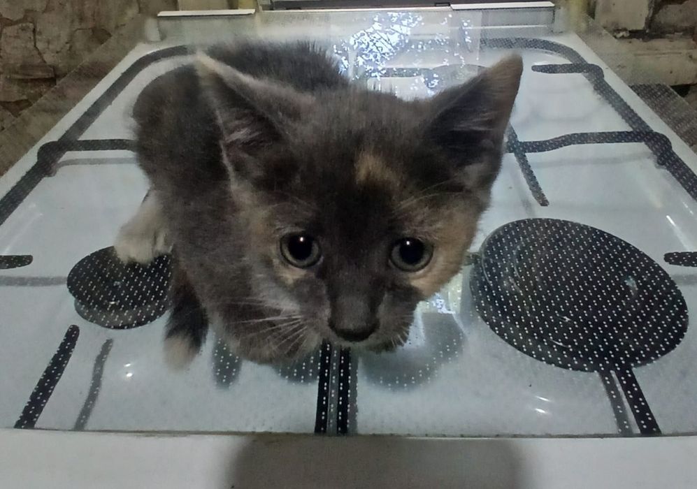 животные котята крысыловы