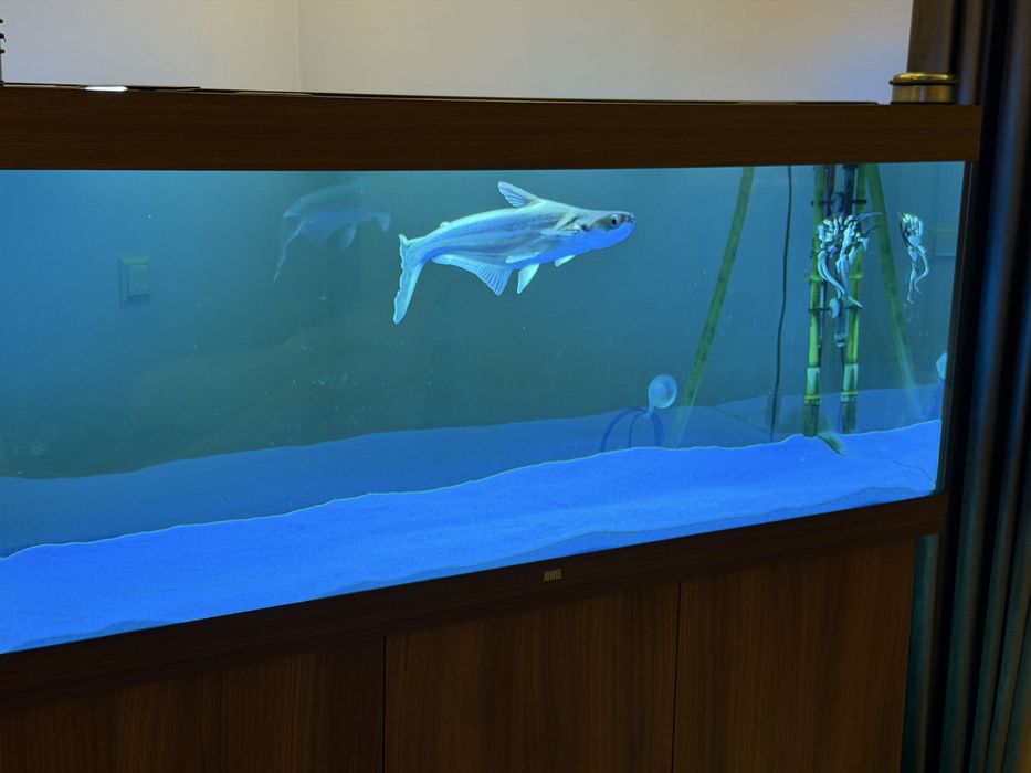 Acvariu Juwel led rio 450 maro