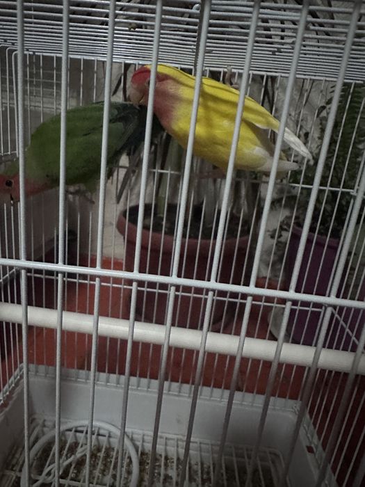 Папугай неразлучники