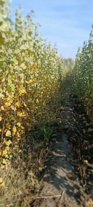 Terak kochatlar optim