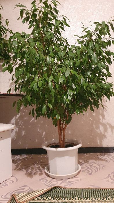 Фикус комнатные растения