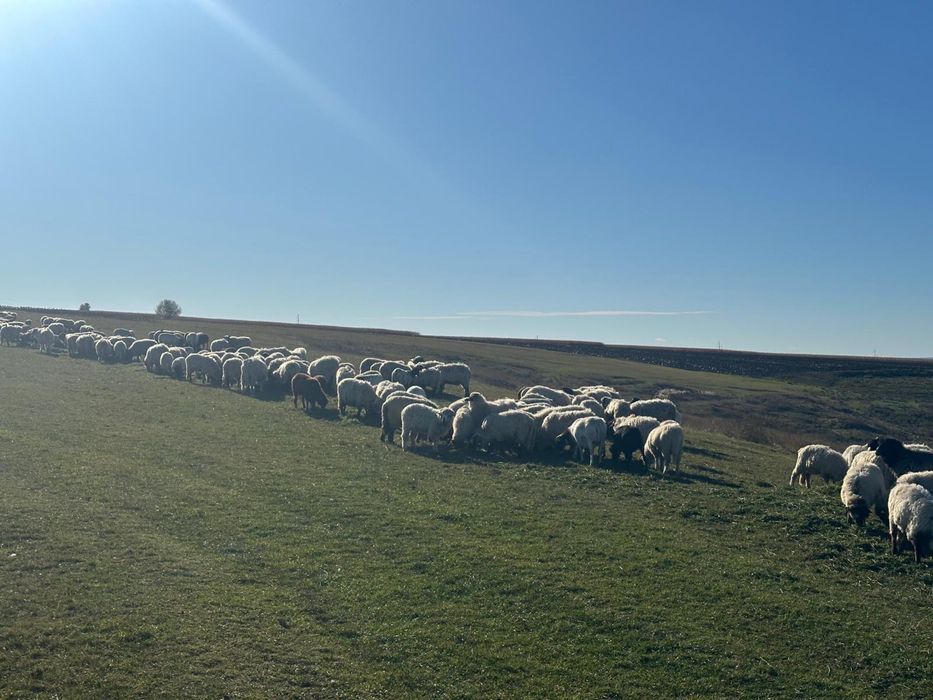 Vand oi turcane tinere