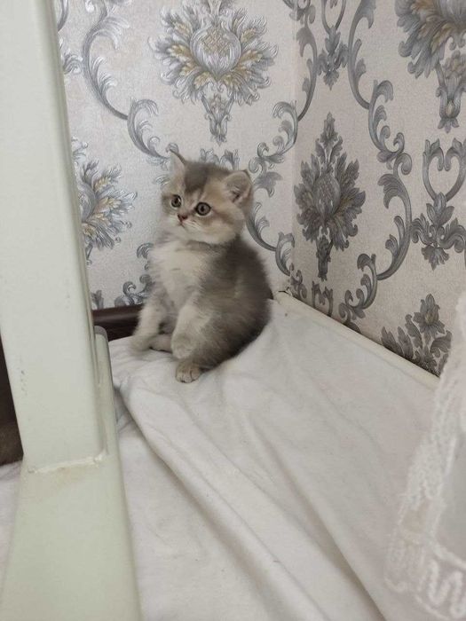 Zalatoy chinchilla bolalari / Золотистые котята шиншиллы