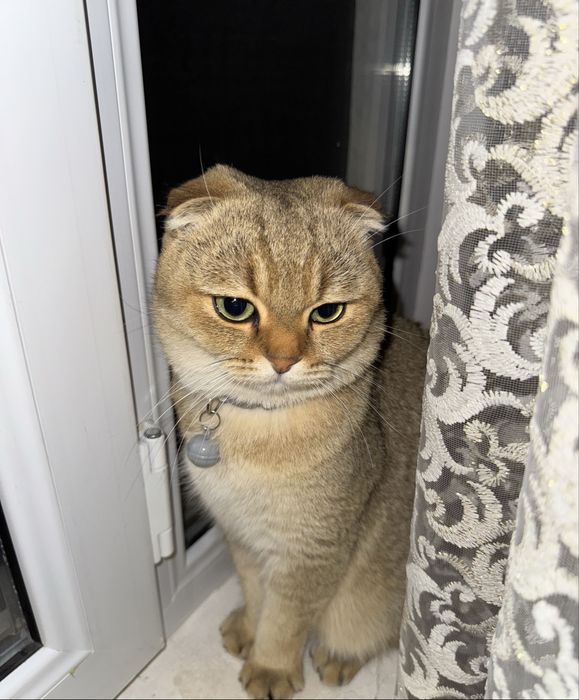 Vyazkaga qiz mushuk kerak