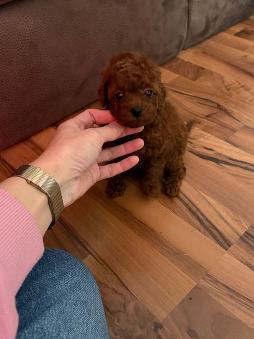 Пудел той момиче