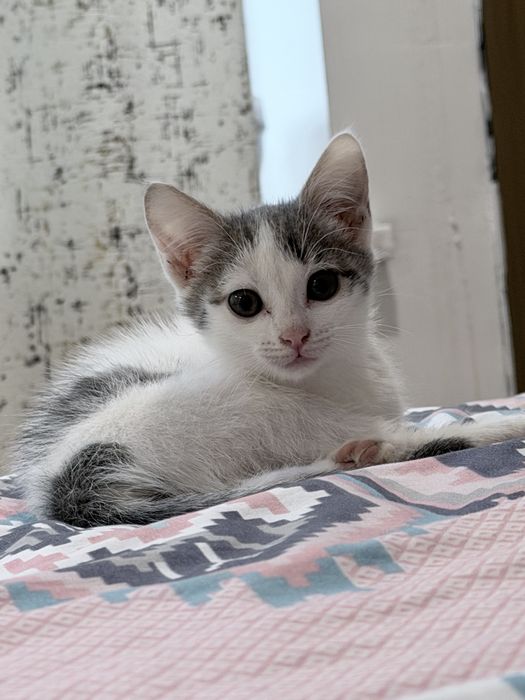 Отдам котенка приучен к лотку