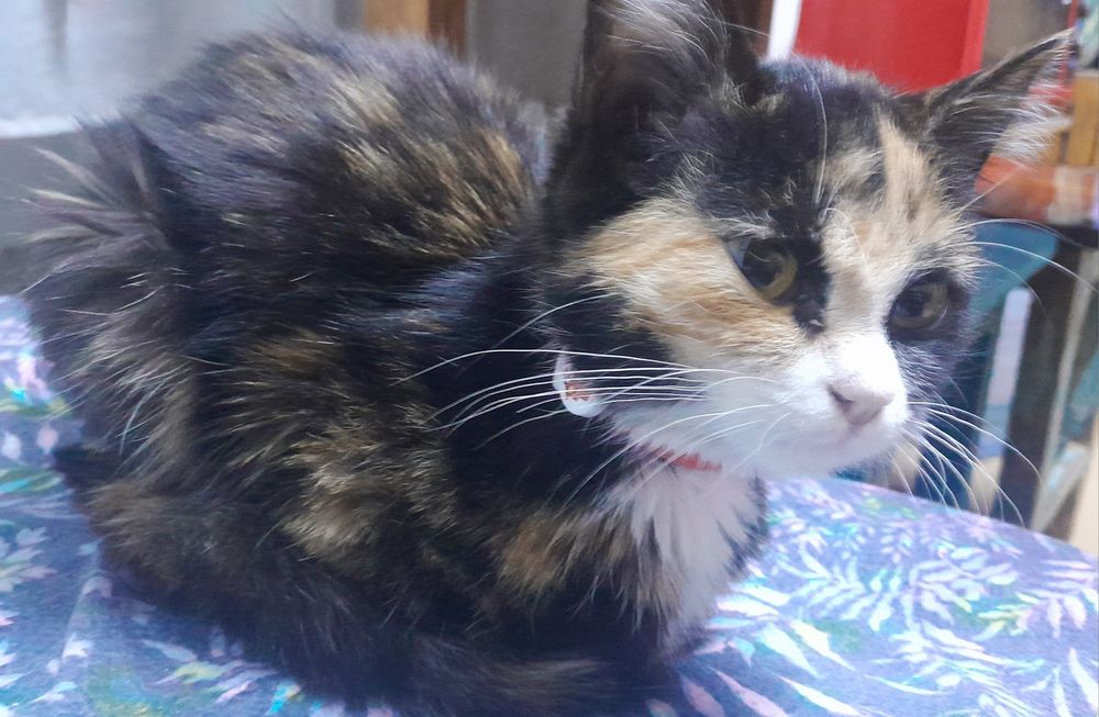 Нашли котёнка!!!