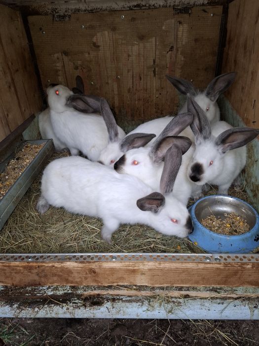 Uriaș de Transilvania