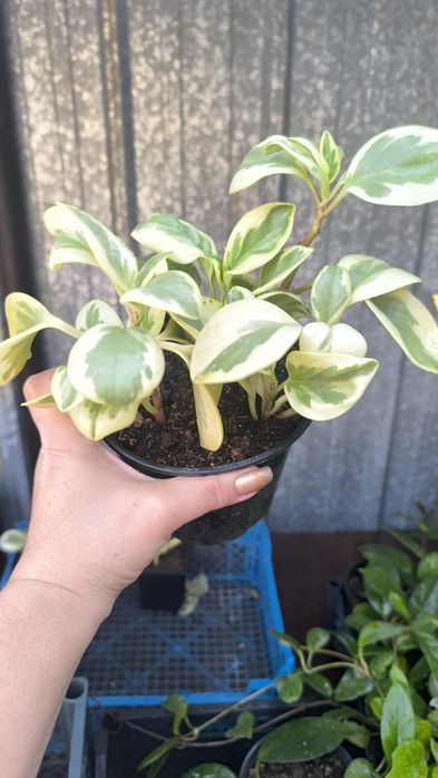 Пеперомия,, Obtipan Citrus Twist,,