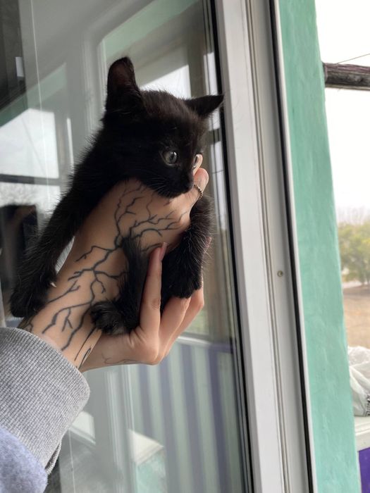 Отдам котенка бесплатно