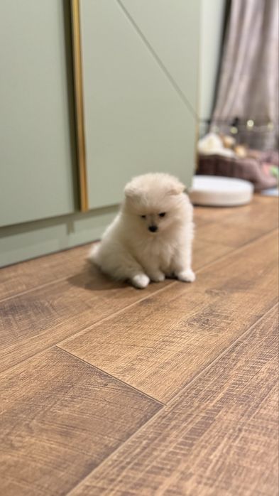 Продам шпица девачка