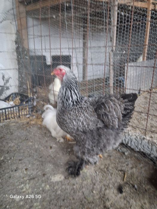 Vang cocoș și gaina