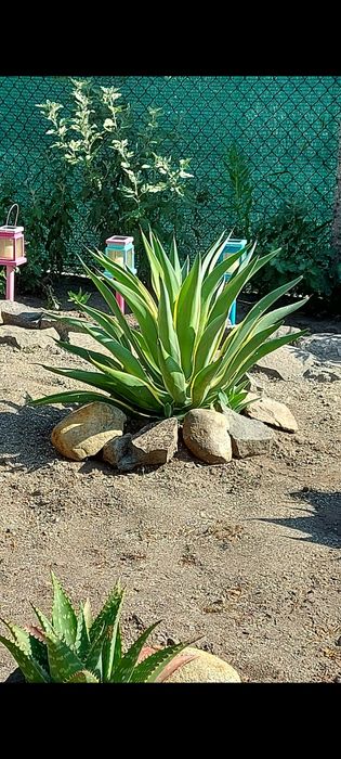 Агаве десметиана agave desmettiana