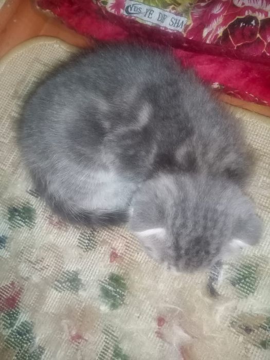 Котята породистые