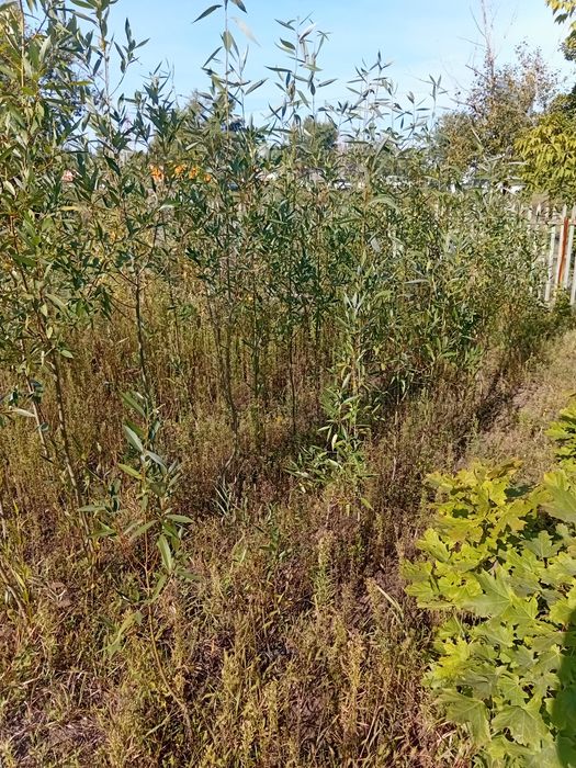 Саженцы Ива 1,5м