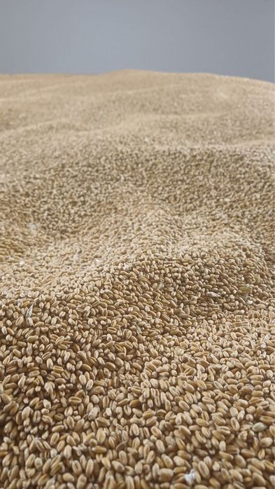 Cereale / Furaje de vanzare