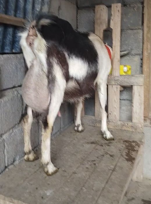 Ешкі суті бар литр 1000тенге