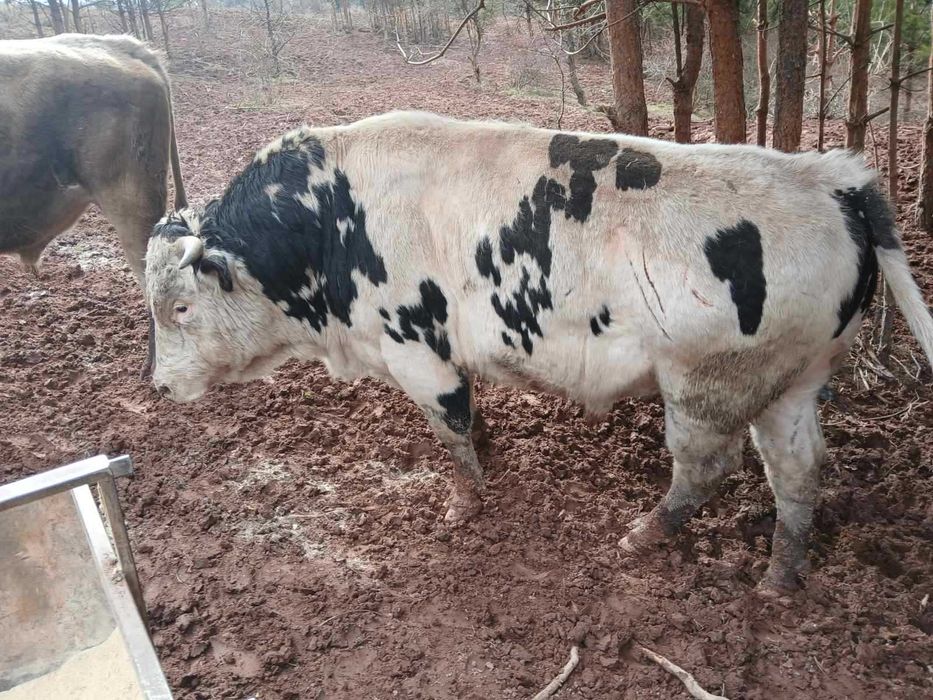 Продавам добре гледани БИО телета