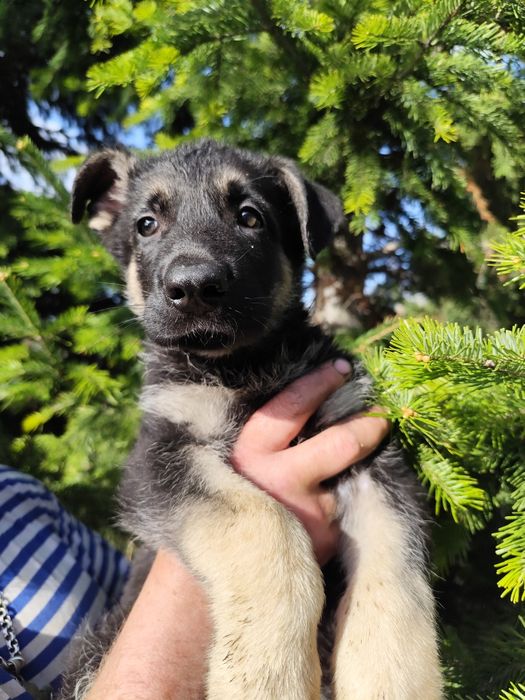 Породные Щенки ВЕО