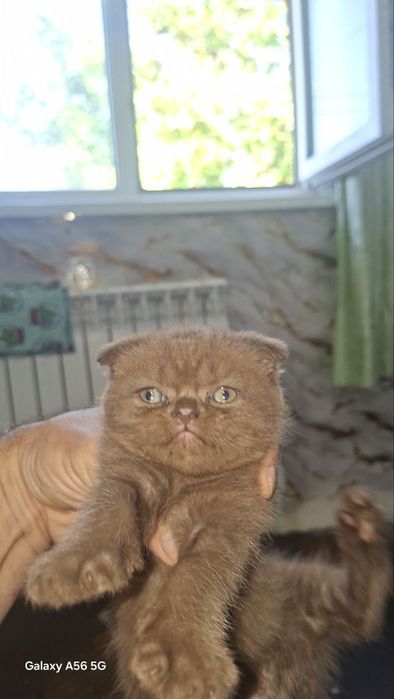 Котята шотландские веслоухие