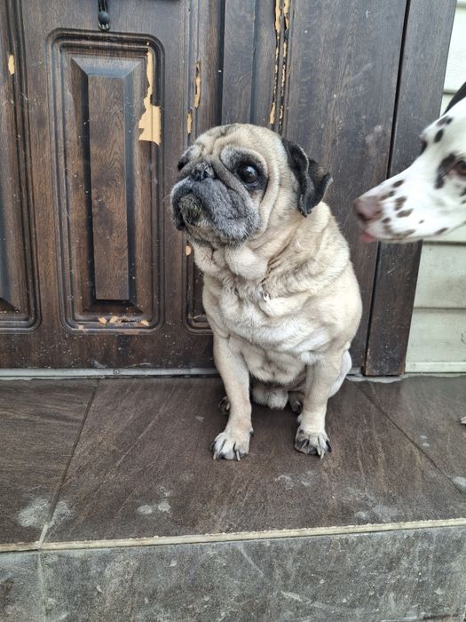 Отдам в хорошие руки