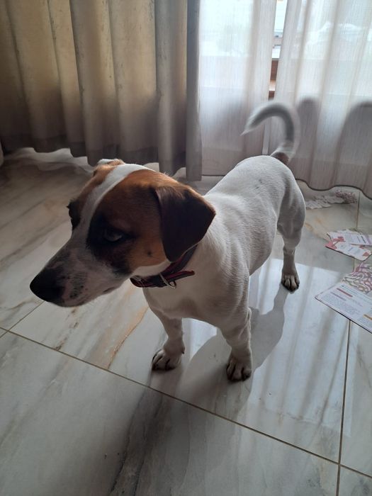 Jack Russel terier mascul