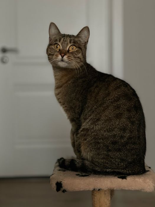 Кошечка ищет дом