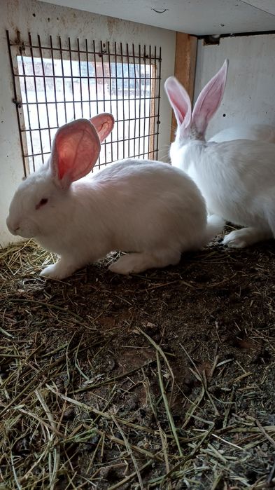 В продаже самцы фландр