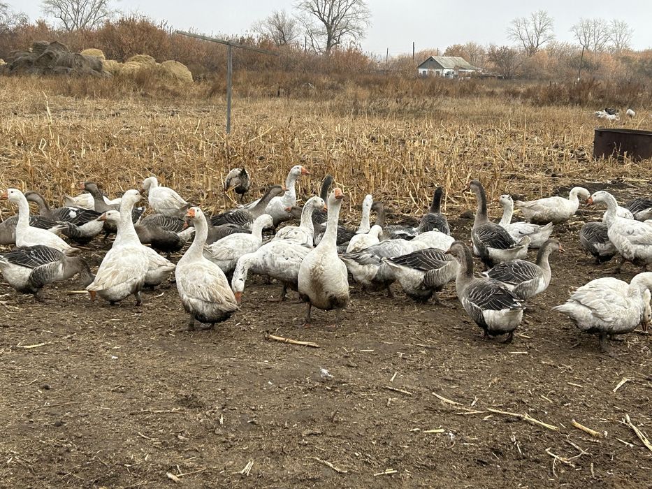 Гуси 150 голов .