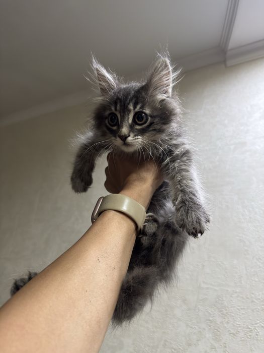 Котенок мальчик 2-3 месяца