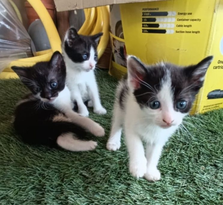 Pisoi spre adopție