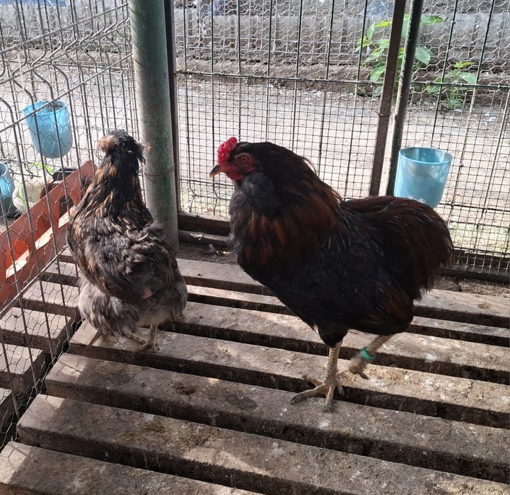 Araucana  potarnichiu salbatic 1+2 din  2025