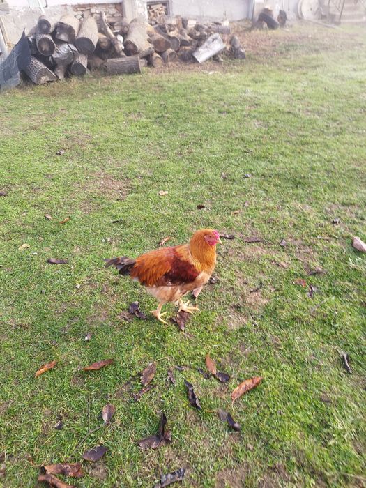 Продавам петлета