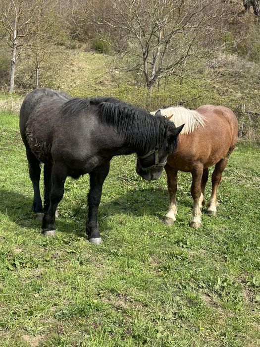 Vand pereche manze de un an