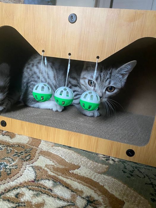 Кошачья лежанка/игрушка