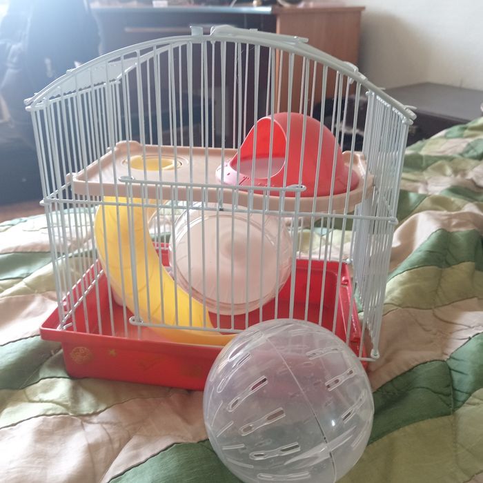 Продам джунгаррского хомяка
