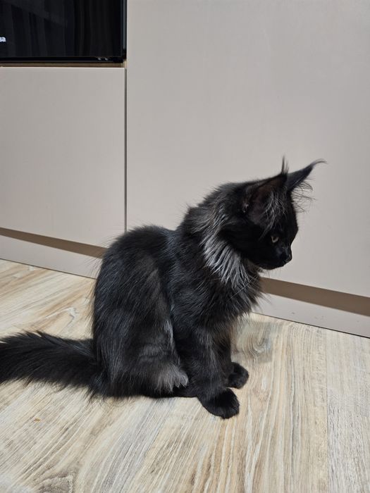 Мейн кун котенок