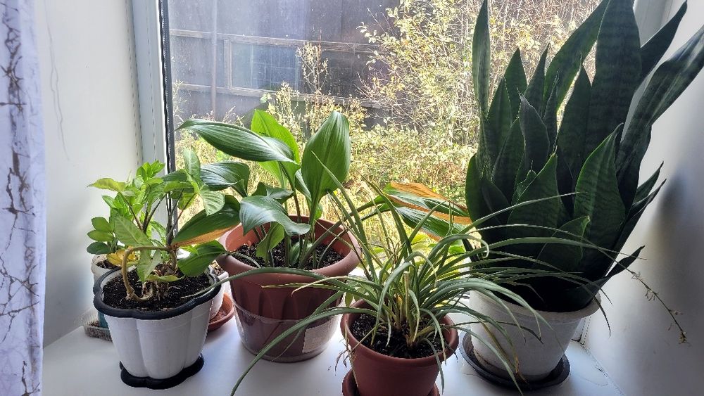 Продам все комнатные цветы.