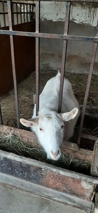 ЭЧКИ.чиройли зотдор