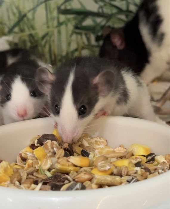 Крысы декоративные