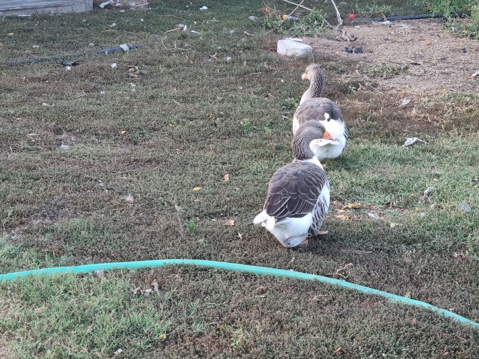 Gaste la schimb cu alte pasari