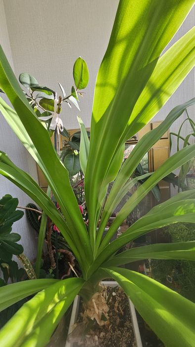 ДЛЯ БОЛЬШИХ ПОМЕЩЕНИЙ !!!   Продам ,диаметр 150 см