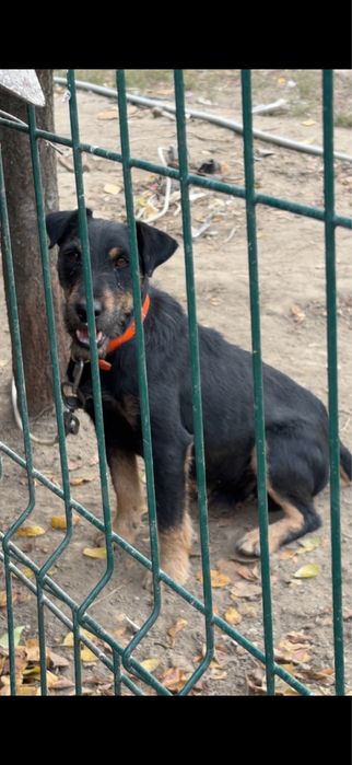 Mascul Jagd terrier jagdterrier
