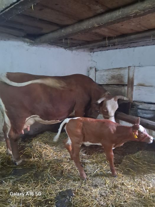 Vând vaca cu vitel