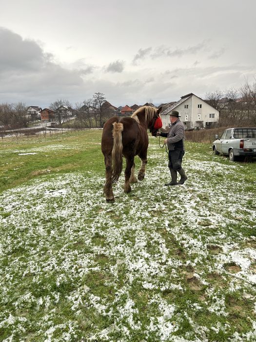 De vanzare cal cuminte