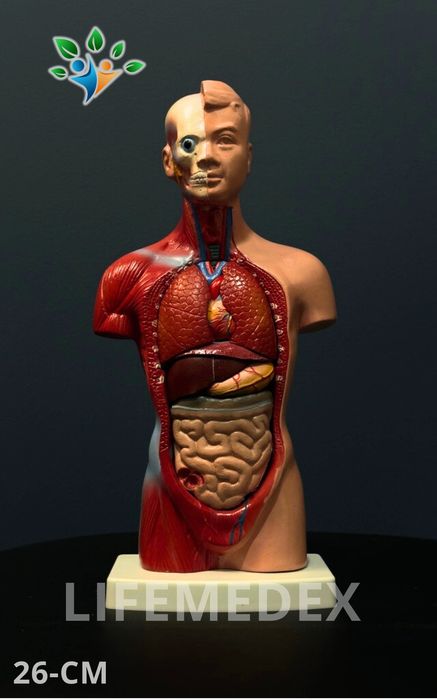 Анатомические Муляж ТОРС