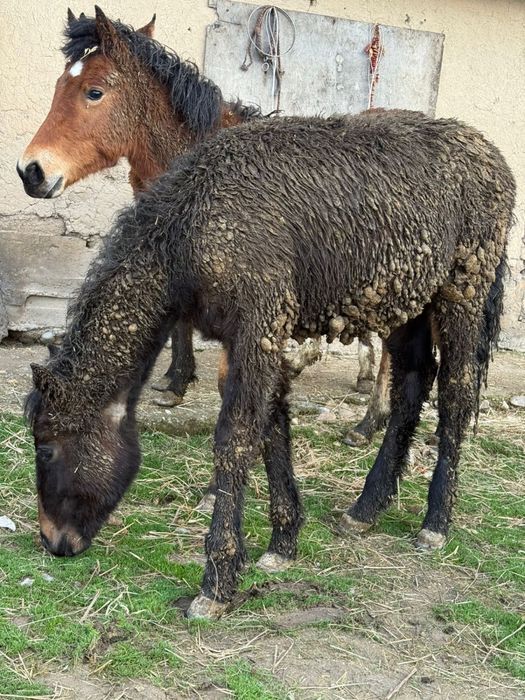 Тайлар сатылады жнмде тұрған