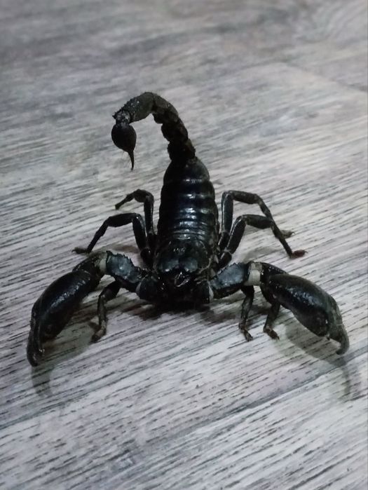 Скорпион H .Peters