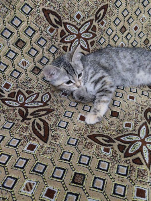 Катенок приученный